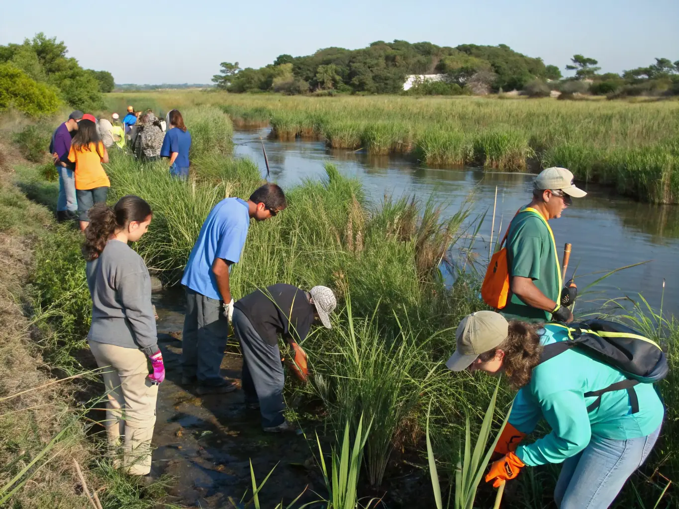 A vibrant image of volunteers planting native marsh plants along the salt marsh, illustrating community involvement in conservation efforts.